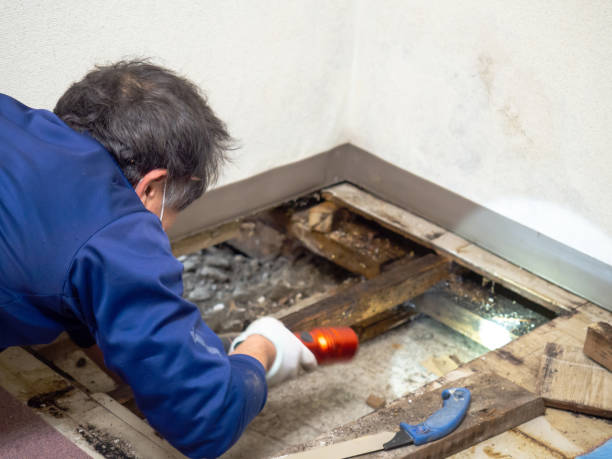 Best DIY Mold Remediation Support Services in North Madison, OH