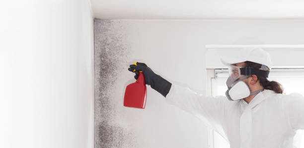 Best Localized Mold Remediation (e.g., coastal areas, humid climates) in North Madison, OH