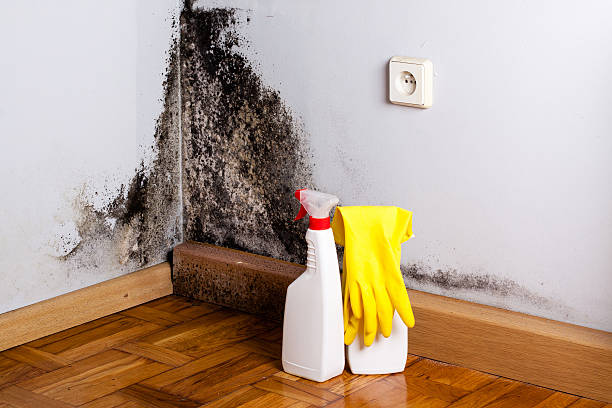 Best Emergency Mold Remediation in North Madison, OH