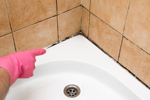 Best Mold Testing and Inspection Services in North Madison, OH